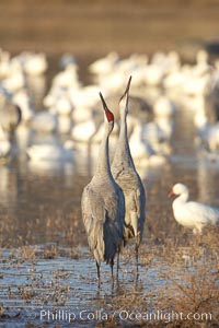 Sandhill cranes posture and socialize, Grus canadensis, Bosque del Apache National Wildlife Refuge, Socorro, New Mexico