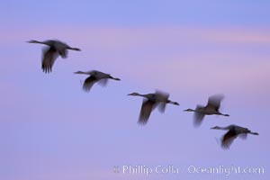 Sandhill cranes, flying across a colorful sunset sky, blur wings due to long time exposure, Grus canadensis, Bosque del Apache National Wildlife Refuge, Socorro, New Mexico