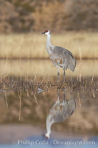 A sandhill crane is perfectly reflected, in mirror-calm waters at sunrise, Grus canadensis, Bosque del Apache National Wildlife Refuge, Socorro, New Mexico