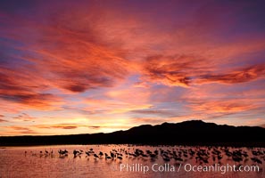 Sunset at Bosque del Apache National Wildlife Refuge, with sandhill cranes silhouetted in reflection in the calm pond.  Spectacular sunsets at Bosque del Apache, rich in reds, oranges, yellows and purples, make for striking reflections of the thousands of cranes and geese found in the refuge each winter, Grus canadensis, Socorro, New Mexico