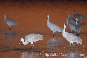 Sandhill cranes stand in shallow water reflecting golden sunset colors. Bosque del Apache National Wildlife Refuge, Socorro, New Mexico, USA, Grus canadensis, natural history stock photograph, photo id 22070