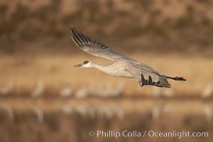 Sandhill crane spreads its broad wings as it takes flight in early morning light.  This crane is one of over 5000 present in Bosque del Apache National Wildlife Refuge, stopping here during its winter migration, Grus canadensis, Socorro, New Mexico