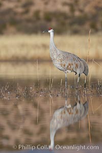 A sandhill crane is perfectly reflected, in mirror-calm waters at sunrise, Grus canadensis, Bosque del Apache National Wildlife Refuge, Socorro, New Mexico