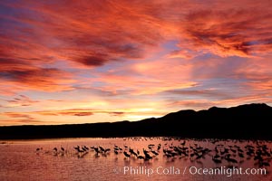 Sunset at Bosque del Apache National Wildlife Refuge, with sandhill cranes silhouetted in reflection in the calm pond.  Spectacular sunsets at Bosque del Apache, rich in reds, oranges, yellows and purples, make for striking reflections of the thousands of cranes and geese found in the refuge each winter, Grus canadensis, Socorro, New Mexico