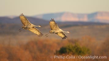 Sandhill cranes in flight in late afternoon light, Grus canadensis, Bosque del Apache National Wildlife Refuge, Socorro, New Mexico