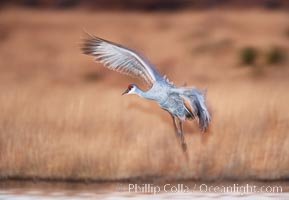 Sandhill crane in flight, in dim sunset light, wings blurred due to time exposure, Grus canadensis, Bosque del Apache National Wildlife Refuge, Socorro, New Mexico