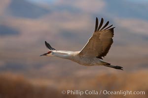 Sandhill crane in flight, wings extended, flying in front of the Chupadera Mountain Range, Grus canadensis, Bosque Del Apache, Socorro, New Mexico