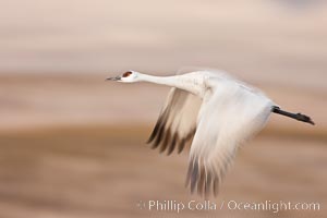 Sandhill crane in flight, wings are blurred in a long time exposure, Grus canadensis, Bosque Del Apache, Socorro, New Mexico