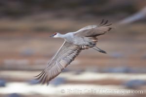 Image 26282, Sandhill crane in flight, wings are blurred in a long time exposure. Bosque Del Apache, Socorro, New Mexico, USA, Grus canadensis, Phillip Colla, all rights reserved worldwide.   Keywords: Blur:motion:motion blur:New Mexico:canadensis:crane:gruidae:gruiformes:grus:grus canadensis:sandhill crane:bird:bosque del apache:bosque del apache national wildlife refuge:bosque del apache nwr:national wildlife refuge:wildlife.