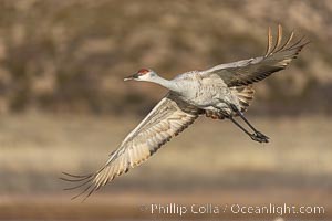 Sandhill crane spreads its broad wings as it takes flight in early morning light. This sandhill crane is among thousands present in Bosque del Apache National Wildlife Refuge, stopping here during its winter migration, Grus canadensis, Socorro, New Mexico