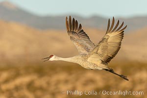 Sandhill crane spreads its broad wings as it takes flight in early morning light. This sandhill crane is among thousands present in Bosque del Apache National Wildlife Refuge, stopping here during its winter migration, Grus canadensis, Socorro, New Mexico