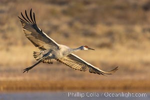 Sandhill crane spreads its broad wings as it takes flight in early morning light. This sandhill crane is among thousands present in Bosque del Apache National Wildlife Refuge, stopping here during its winter migration, Grus canadensis, Socorro, New Mexico