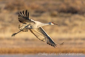 Sandhill crane spreads its broad wings as it takes flight in early morning light. This sandhill crane is among thousands present in Bosque del Apache National Wildlife Refuge, stopping here during its winter migration, Grus canadensis, Socorro, New Mexico