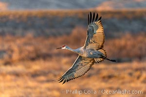 Sandhill crane spreads its broad wings as it takes flight in early morning light. This sandhill crane is among thousands present in Bosque del Apache National Wildlife Refuge, stopping here during its winter migration, Grus canadensis, Socorro, New Mexico