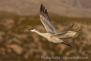 Sandhill crane spreads its broad wings as it takes flight in early morning light. This sandhill crane is among thousands present in Bosque del Apache National Wildlife Refuge, stopping here during its winter migration, Grus canadensis, Socorro, New Mexico