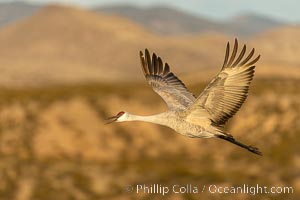 Sandhill crane spreads its broad wings as it takes flight in early morning light. This sandhill crane is among thousands present in Bosque del Apache National Wildlife Refuge, stopping here during its winter migration, Grus canadensis, Socorro, New Mexico