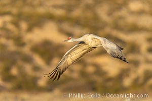 Sandhill crane spreads its broad wings as it takes flight in early morning light. This sandhill crane is among thousands present in Bosque del Apache National Wildlife Refuge, stopping here during its winter migration, Grus canadensis, Socorro, New Mexico