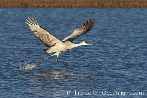 Sandhill crane spreads its broad wings as it takes flight in early morning light. This sandhill crane is among thousands present in Bosque del Apache National Wildlife Refuge, stopping here during its winter migration, Grus canadensis, Socorro, New Mexico