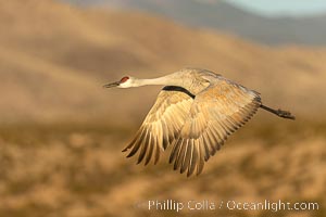 Sandhill crane spreads its broad wings as it takes flight in early morning light. This sandhill crane is among thousands present in Bosque del Apache National Wildlife Refuge, stopping here during its winter migration, Grus canadensis, Socorro, New Mexico