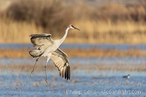 Sandhill crane spreads its broad wings as it takes flight in early morning light. This sandhill crane is among thousands present in Bosque del Apache National Wildlife Refuge, stopping here during its winter migration, Grus canadensis, Socorro, New Mexico