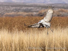 Sandhill crane spreads its broad wings as it takes flight in early morning light. This sandhill crane is among thousands present in Bosque del Apache National Wildlife Refuge, stopping here during its winter migration, Grus canadensis, Socorro, New Mexico