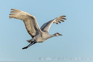 Sandhill crane spreads its broad wings as it takes flight in early morning light. This sandhill crane is among thousands present in Bosque del Apache National Wildlife Refuge, stopping here during its winter migration, Grus canadensis, Socorro, New Mexico