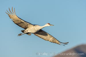 Sandhill crane spreads its broad wings as it takes flight in early morning light. This sandhill crane is among thousands present in Bosque del Apache National Wildlife Refuge, stopping here during its winter migration, Grus canadensis, Socorro, New Mexico