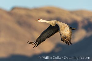 Sandhill crane spreads its broad wings as it takes flight in early morning light. This sandhill crane is among thousands present in Bosque del Apache National Wildlife Refuge, stopping here during its winter migration, Grus canadensis, Socorro, New Mexico