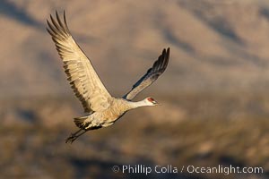 Sandhill crane spreads its broad wings as it takes flight in early morning light. This sandhill crane is among thousands present in Bosque del Apache National Wildlife Refuge, stopping here during its winter migration, Grus canadensis, Socorro, New Mexico