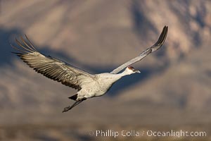 Sandhill crane spreads its broad wings as it takes flight in early morning light. This sandhill crane is among thousands present in Bosque del Apache National Wildlife Refuge, stopping here during its winter migration, Grus canadensis, Socorro, New Mexico