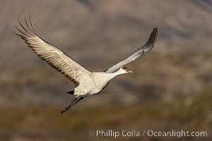 Sandhill crane spreads its broad wings as it takes flight in early morning light. This sandhill crane is among thousands present in Bosque del Apache National Wildlife Refuge, stopping here during its winter migration, Grus canadensis, Socorro, New Mexico