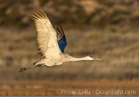 Sandhill crane spreads its broad wings as it takes flight in early morning light. This sandhill crane is among thousands present in Bosque del Apache National Wildlife Refuge, stopping here during its winter migration, Grus canadensis, Socorro, New Mexico