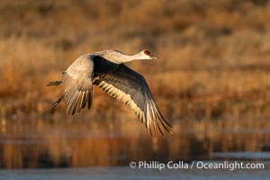 Sandhill crane in flight, Bosque del Apache NWR, Grus canadensis, Bosque del Apache National Wildlife Refuge, Socorro, New Mexico