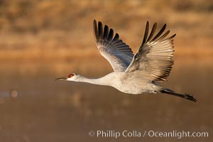 Sandhill crane in flight, wings extended.