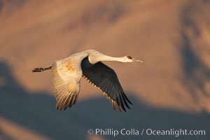 Sandhill crane in flight, wings extended, flying in front of the Chupadera Mountain Range, Grus canadensis, Bosque Del Apache, Socorro, New Mexico