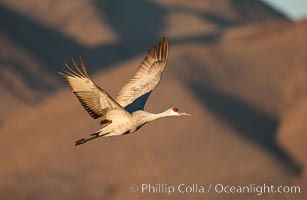 Sandhill crane in flight, wings extended, flying in front of the Chupadera Mountain Range, Grus canadensis, Bosque Del Apache, Socorro, New Mexico