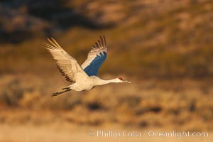 Sandhill crane in flight, wings extended, Grus canadensis, Bosque Del Apache, Socorro, New Mexico