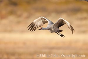 Sandhill crane flying, early morning light, Grus canadensis, Bosque Del Apache, Socorro, New Mexico