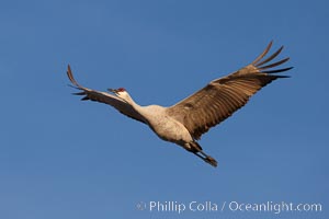 Sandhill crane spreads its broad wings as it takes flight in early morning light.  This crane is one of over 5000 present in Bosque del Apache National Wildlife Refuge, stopping here during its winter migration, Grus canadensis, Socorro, New Mexico