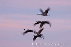 Sandhill cranes, flying across a colorful sunset sky, blur wings due to long time exposure, Grus canadensis, Bosque del Apache National Wildlife Refuge, Socorro, New Mexico