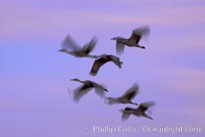 Sandhill cranes, flying across a colorful sunset sky, blur wings due to long time exposure, Grus canadensis, Bosque del Apache National Wildlife Refuge, Socorro, New Mexico