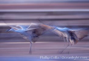 Sandhill cranes, flying across a colorful sunset sky, blur wings due to long time exposure, Grus canadensis, Bosque del Apache National Wildlife Refuge, Socorro, New Mexico