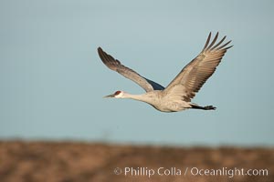 Sandhill crane spreads its broad wings as it takes flight in early morning light.  This crane is one of over 5000 present in Bosque del Apache National Wildlife Refuge, stopping here during its winter migration, Grus canadensis, Socorro, New Mexico