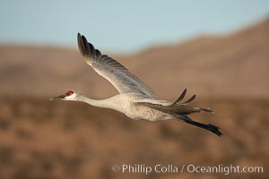 Sandhill crane spreads its broad wings as it takes flight in early morning light.  This crane is one of over 5000 present in Bosque del Apache National Wildlife Refuge, stopping here during its winter migration, Grus canadensis, Socorro, New Mexico