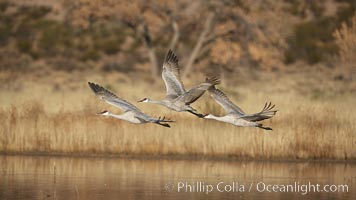 Sandhill cranes in flight, side by side in near-synchonicity, spreading their broad wides wide as they fly, Grus canadensis, Bosque del Apache National Wildlife Refuge, Socorro, New Mexico