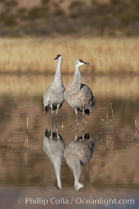 Two sandhill cranes, reflected in mirror-still waters at sunrise, Grus canadensis, Bosque del Apache National Wildlife Refuge, Socorro, New Mexico