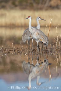 Two sandhill cranes, reflected in mirror-still waters at sunrise, Grus canadensis, Bosque del Apache National Wildlife Refuge, Socorro, New Mexico