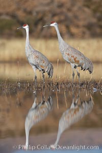 Two sandhill cranes, reflected in mirror-still waters at sunrise, Grus canadensis, Bosque del Apache National Wildlife Refuge, Socorro, New Mexico