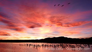 Sunset at Bosque del Apache National Wildlife Refuge, with sandhill cranes silhouetted in reflection in the calm pond.  Spectacular sunsets at Bosque del Apache, rich in reds, oranges, yellows and purples, make for striking reflections of the thousands of cranes and geese found in the refuge each winter, Grus canadensis, Socorro, New Mexico