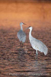 A sandhill cranes, standing in still waters with rich gold sunset light reflected around it, Grus canadensis, Bosque del Apache National Wildlife Refuge, Socorro, New Mexico